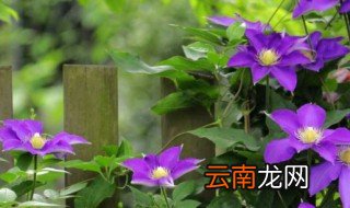 铁线莲容易养吗 铁线莲如何养殖