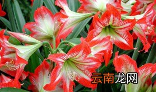 朱顶红不开花怎么办 朱顶红不开花原因与解决方法