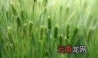 寒冷防止小麦冻死的方法 如何防止小麦被冻死