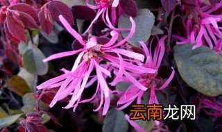 红花续木的养殖方法 红花续木的养殖方法是什么