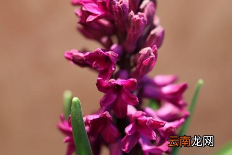 紫色风信子花语是什么