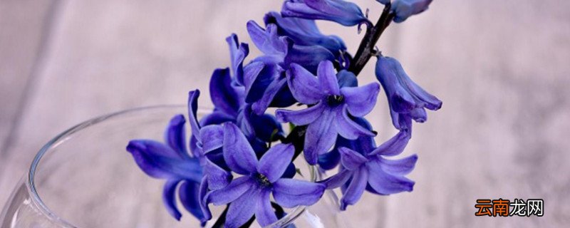紫色风信子花语是什么