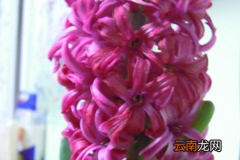 紫色风信子花语是什么