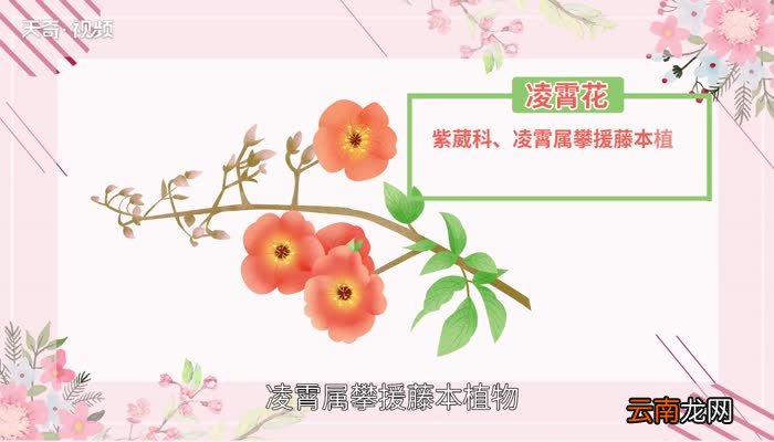 凌霄花花语 凌霄花花语是什么