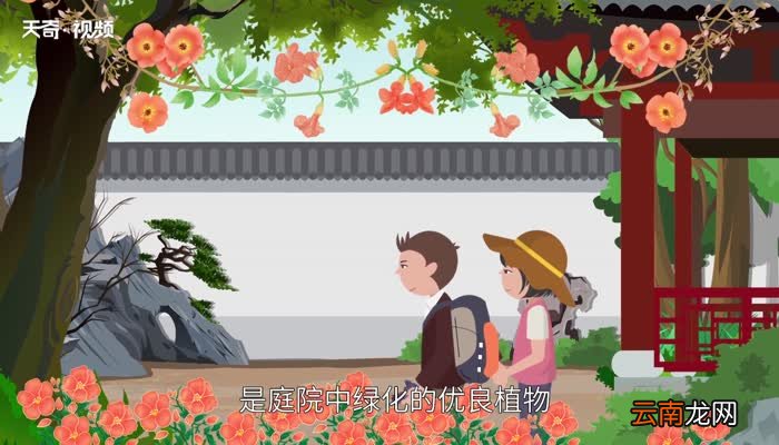 凌霄花花语 凌霄花花语是什么