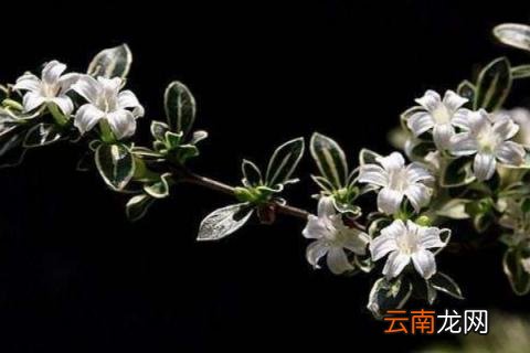 金边六月雪寓意