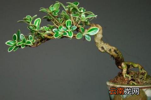 金边六月雪寓意