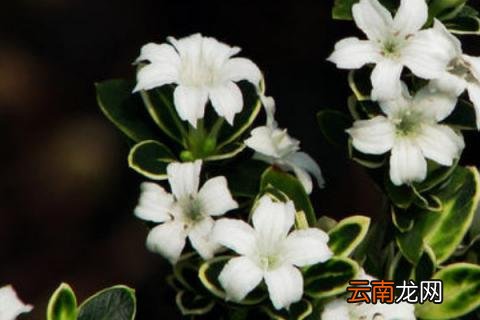 六月雪的寓意