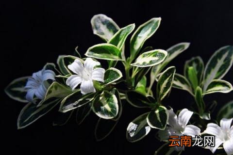 六月雪的寓意