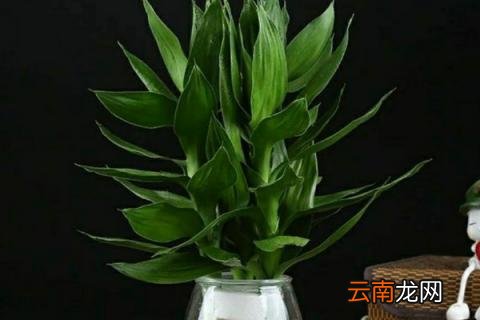 观音竹的寓意