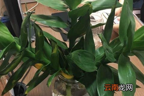 观音竹的寓意