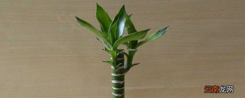 观音竹五支的寓意