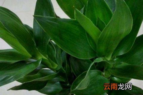观音竹五支的寓意