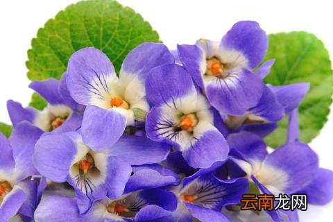 紫罗兰花为什么象征贞洁