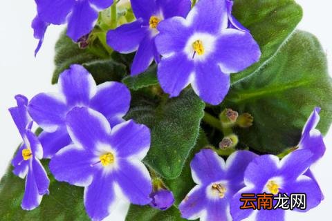 紫罗兰花为什么象征贞洁