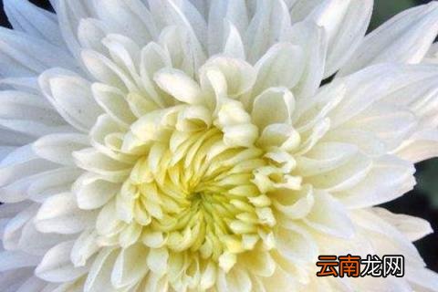 白色菊花花语