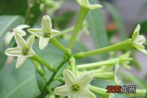 夜来香的花语