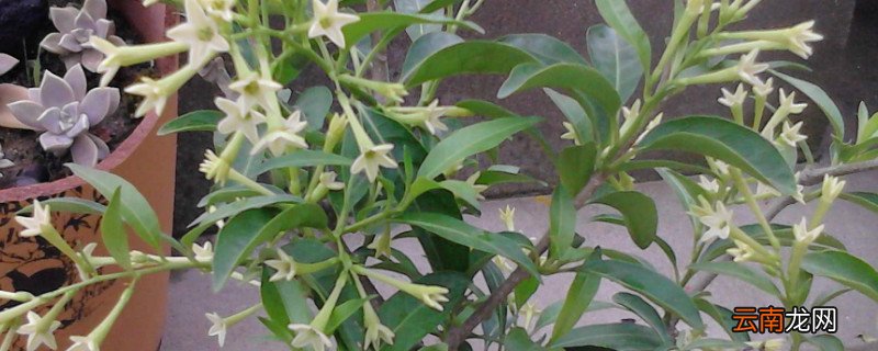 夜来香的花语