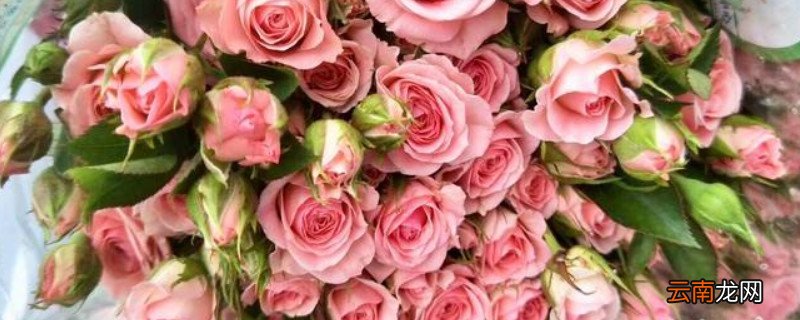 32朵玫瑰代表什么意思