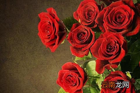 32朵玫瑰代表什么意思