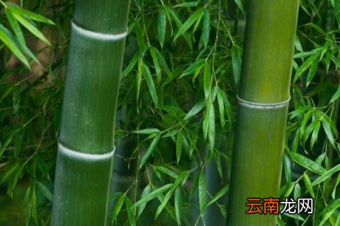 竹节的寓意和象征
