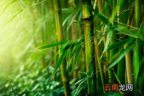 竹节的寓意和象征