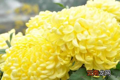 菊花花语代表什么意思
