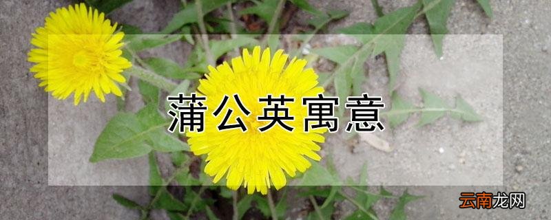 蒲公英寓意
