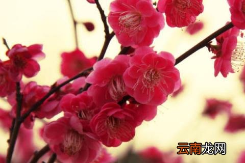 梅花的花语是什么