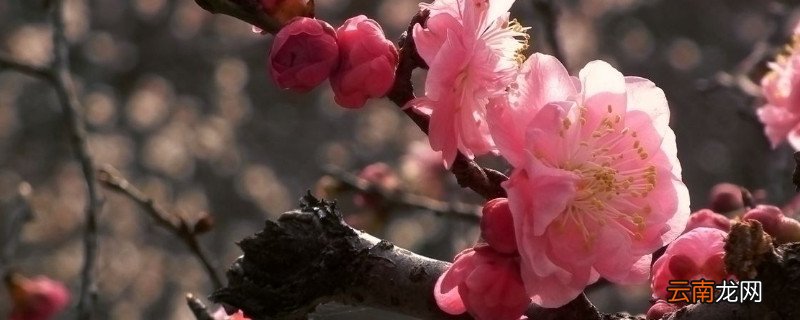 梅花的花语是什么
