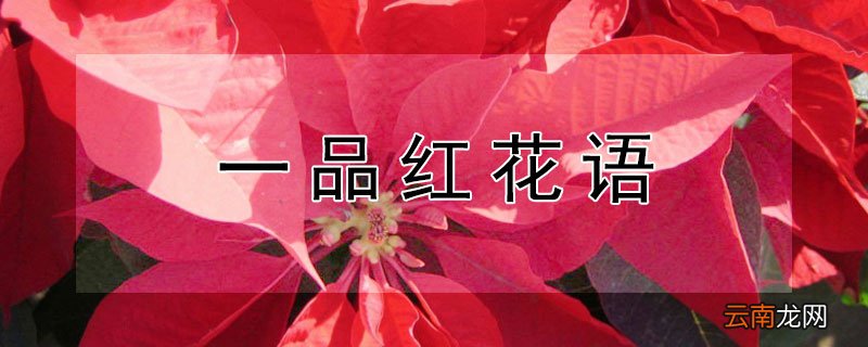 一品红花语