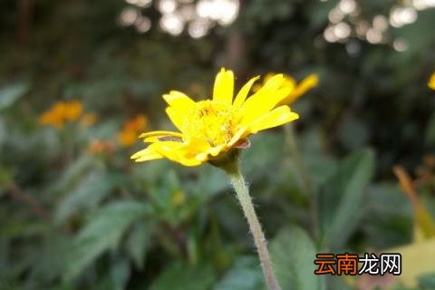 野菊花花语
