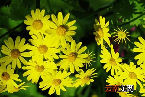 野菊花花语