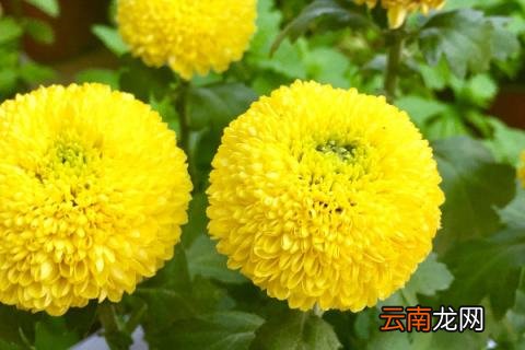 乒乓菊花语
