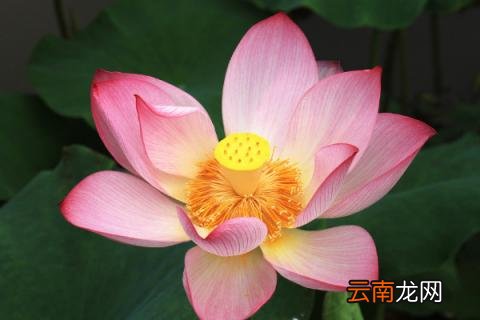 荷花的寓意