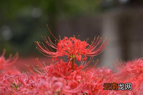 彼岸花的寓意