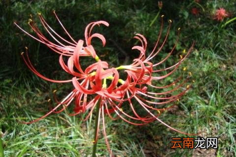 彼岸花的寓意