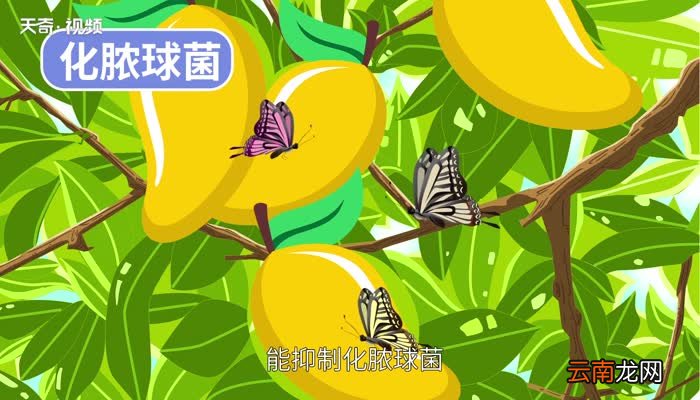 芒果的营养价值 吃芒果有什么好处