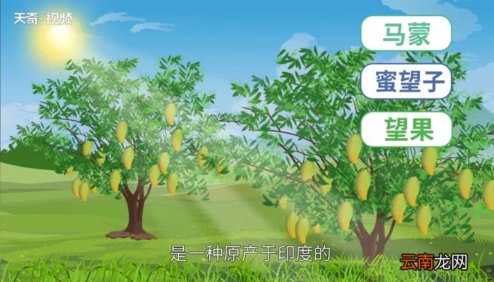 芒果的营养价值 吃芒果有什么好处