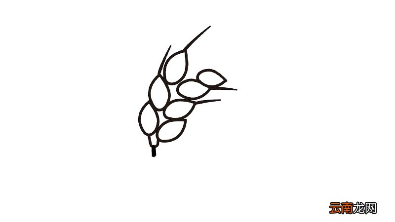 麦穗简笔画步骤麦穗简笔画教程