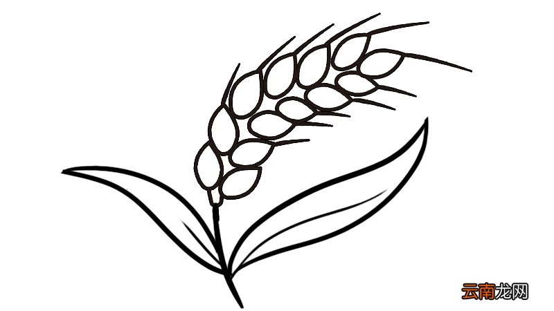 麦穗简笔画步骤麦穗简笔画教程