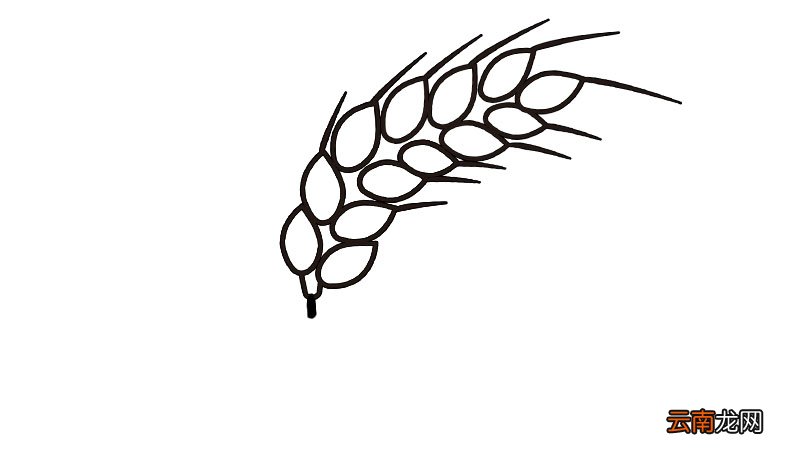 麦穗简笔画步骤麦穗简笔画教程