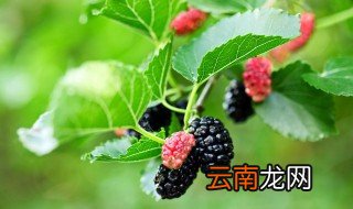 桑叶能冰箱冷藏吗 桑叶放冰箱能保鲜多久