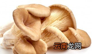 平菇怎么存放 平菇如何存放