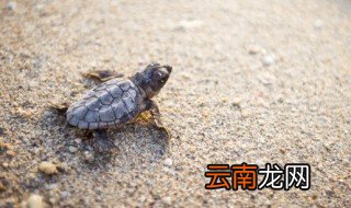 散养草龟技巧 怎么养散养草龟