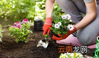 西阳台适合种什么植物，适合西阳台的植物