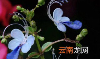蓝蝴蝶花可以种阳台吗 蝴蝶兰可以放阳台养吗