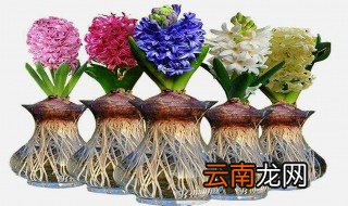 风信子的种植方法水培 风信子种植方法水培