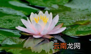 碗莲藕的种植方法水培 莲藕怎么水培