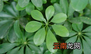 鸭掌木水培繁殖方法，鸭掌木如何繁殖